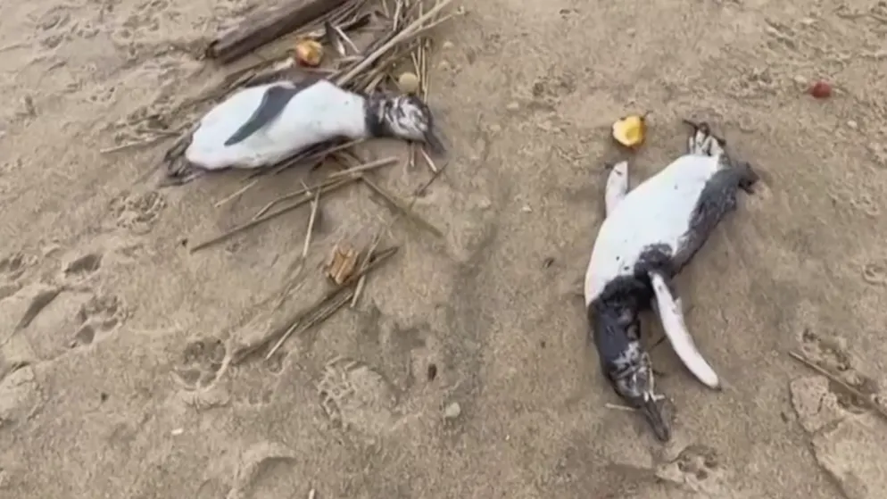 Rätselhaftes Massensterben. 2000 tote Pinguine sind in Uruguay angespült worden