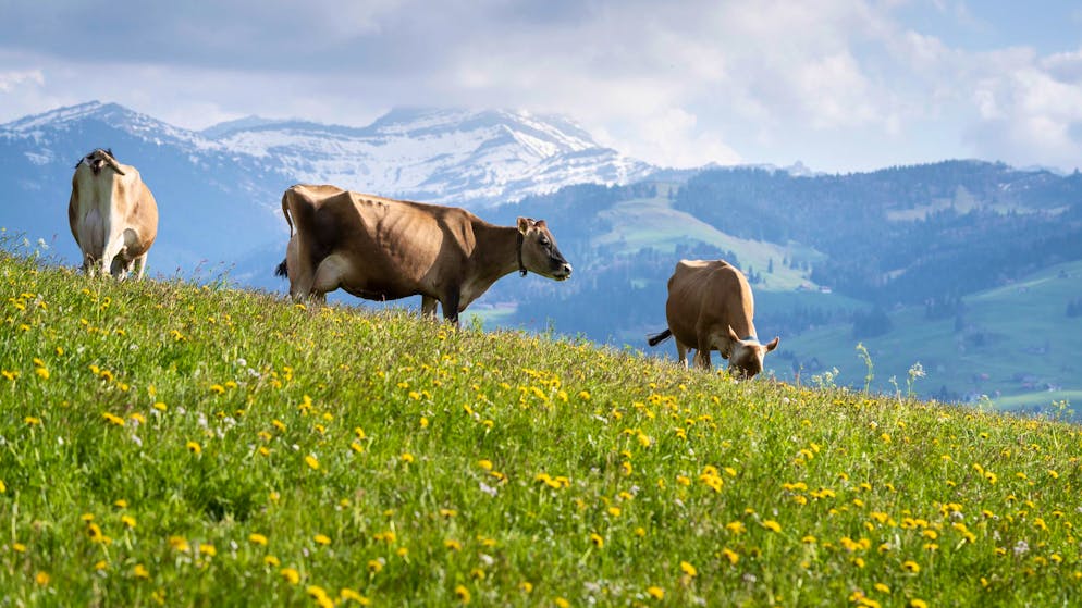 Zu Unrecht am Pranger?. So schlimme Klimakiller sind Schweizer Kühe wohl doch nicht