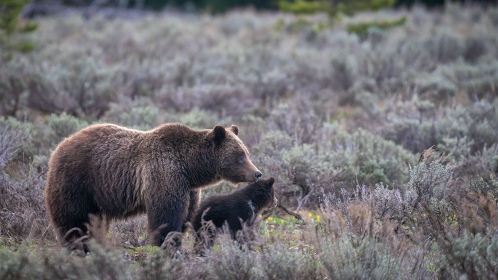 Eine Grizzly-Bärin mit ihrem Jungen in Wyoming. (16. Mai 2023)