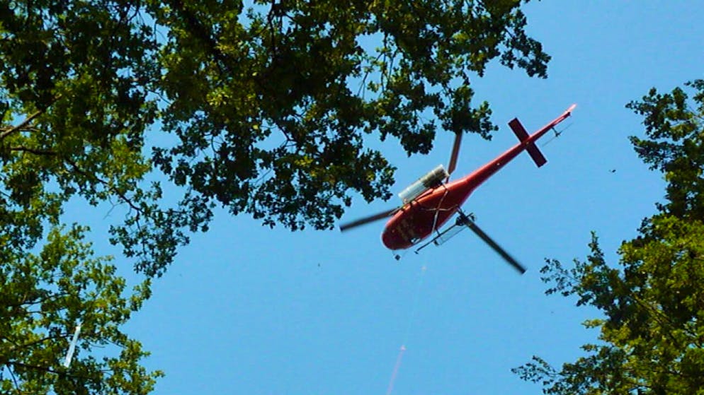 Die Erntehelfer müssen sich aus dem Helikopter zu den Baumkronen abseilen lassen.