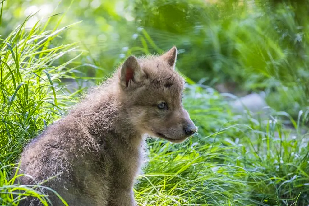 foto d'archivio