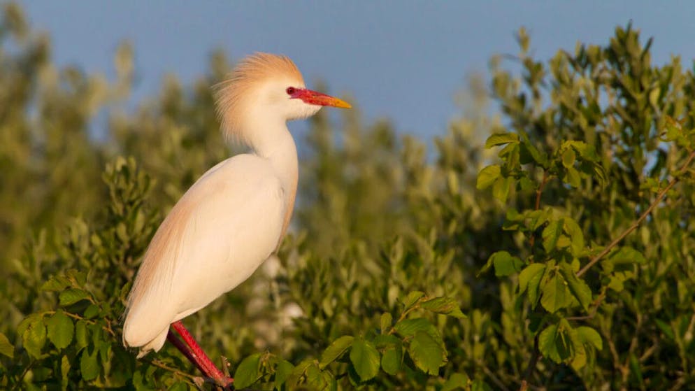 Esemplare di Airone guardabuoi durante il periodo del corteggiamento.