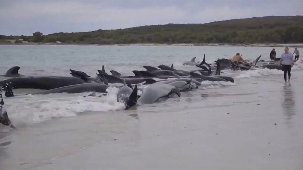 Helfer brechen am Strand weinend zusammen. Fast 100 Wale sind nach ihrer Massenstrandung gestorben