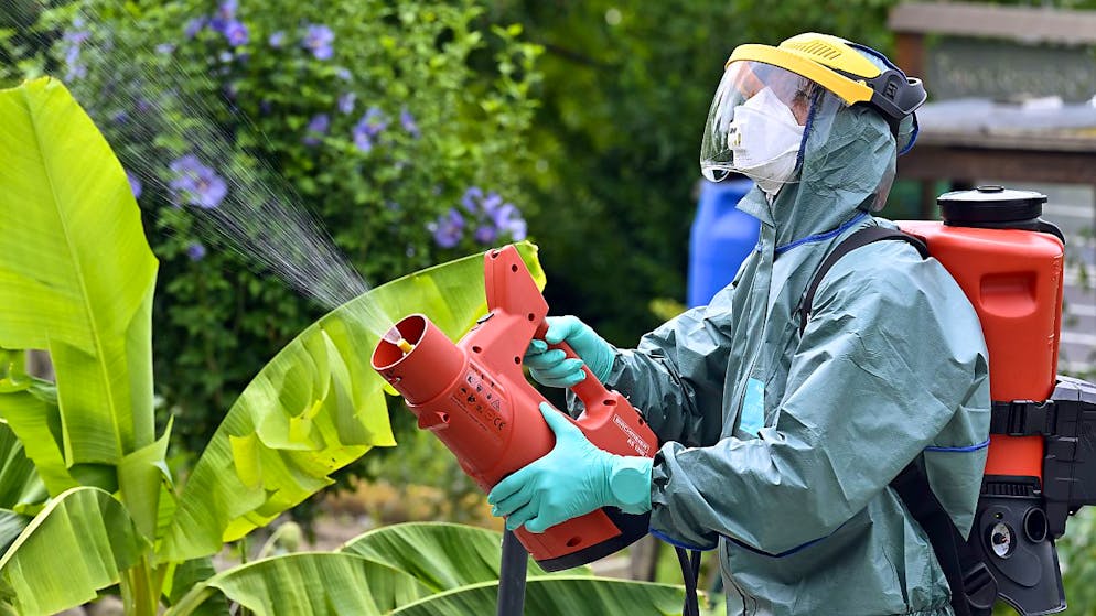 Die Japankäfer in Kloten werden unter anderem mit Pestizid und Fallen bekämpft. Um eine Verbreitung zu verhindern, darf vorläufig auch kein Grüngut aus Kloten hinaustransportiert werden. (Archivbild)