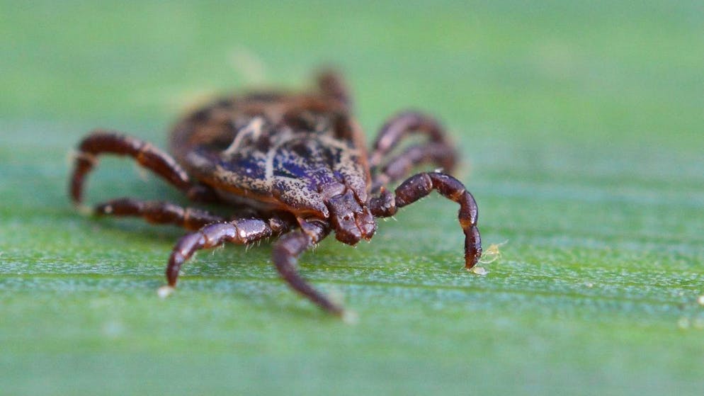 100'000 Fälle in den USA. Nach dem Zeckenstich sind sie plötzlich allergisch auf Fleisch