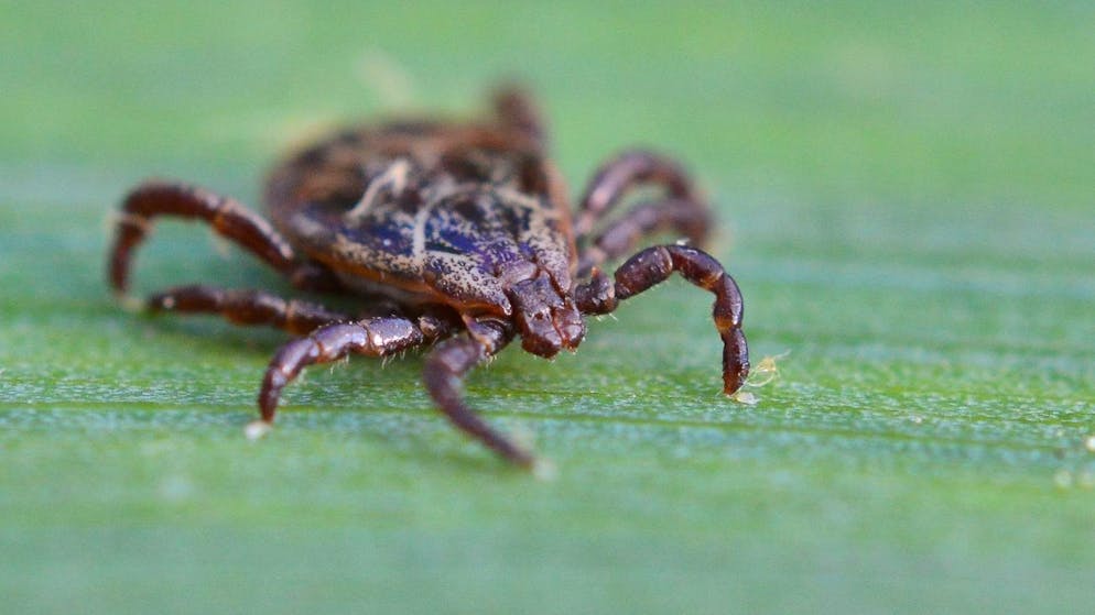 Zecken übertragen zahlreiche Krankheiten. In den USA ist eine Art dafür verantwortlich, dass Zehntausende Menschen eine Fleischallergie entwickelt haben. 