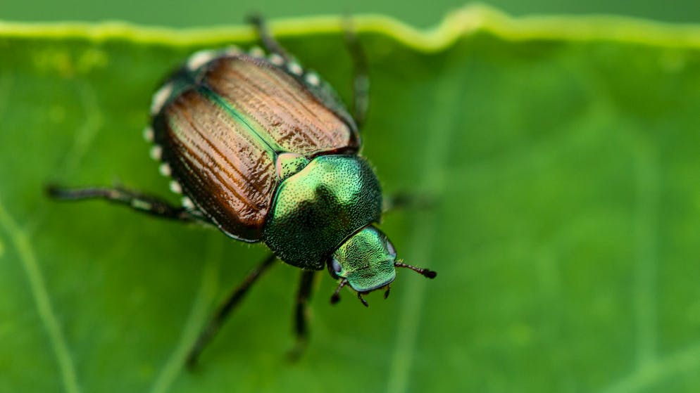 Schädling macht sich breit. So erkennst du den invasiven Japankäfer