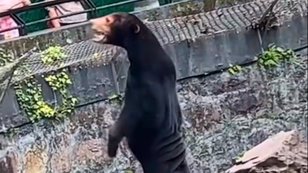 Video aus Zoo in China geht viral. Ist hier ein Bär oder ein verkleideter Mensch zu sehen?