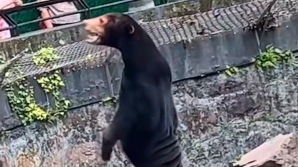 Bär oder verkleideter Mensch? Diese Frage beschäftigt derzeit viele User in den sozialen Medien.