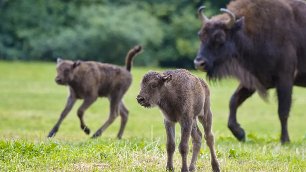 In Welschenrohr SO wird ein zweites Wisent-Kalb geboren - Gallery. Mit der Geburt eines zweiten Kalbes am 14. Juli ist die Wisent-Herde im Solothurner Jura auf sieben Tiere angewachsen. Das Bild vom 26. Juli zeigt die beiden Jungtiere mit einem der Muttertiere.