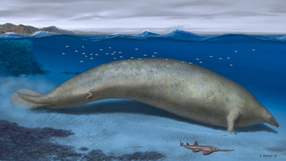 Paläontologie. Ur-Wal bricht Gewichtsrekord in der Tierwelt