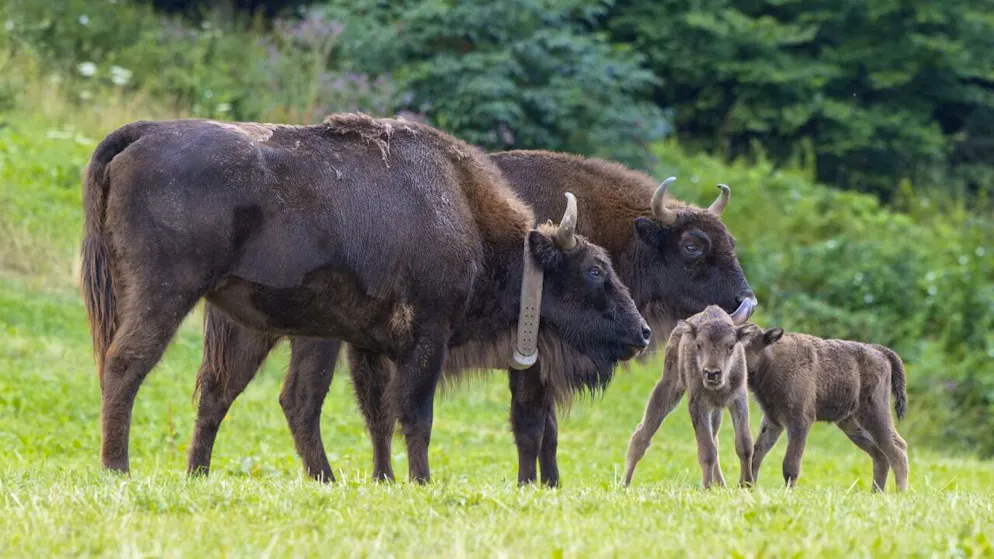 In Welschenrohr SO wird ein zweites Wisent-Kalb geboren - Gallery. Die Mutterkühe mit ihrem Nachwuchs bei einem ihrer seltenen Austritte aus dem Wald.