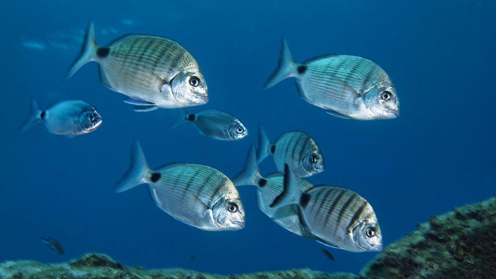 Schnapp-Attacken häufen sich. Beissende Fische verunsichern Touristen in Mallorca