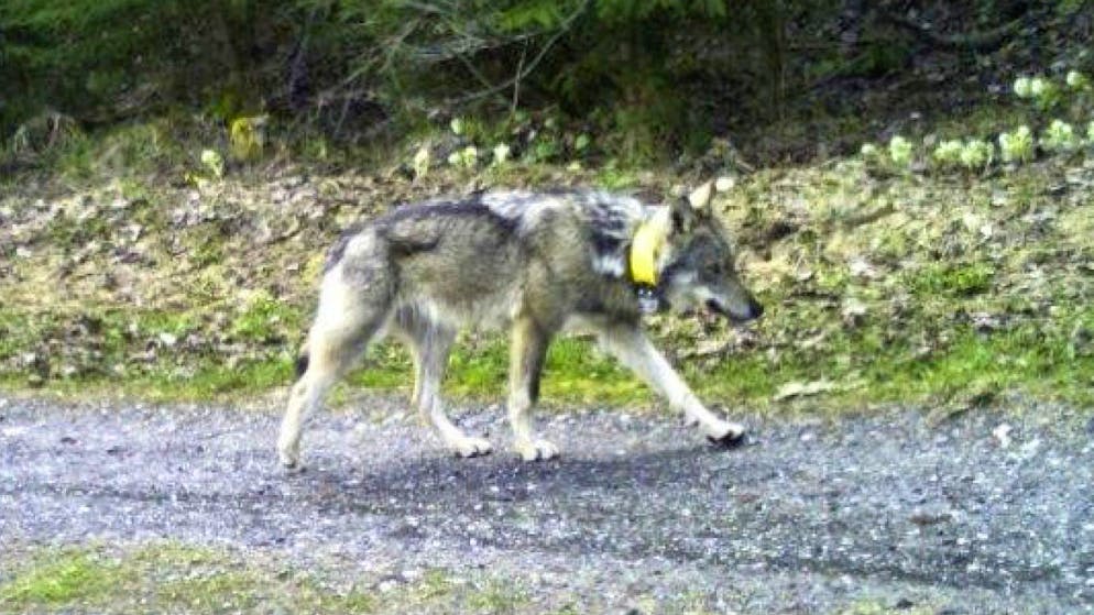 «M237» entspringt dem Stagias-Rudel bei Disenti GR. Nach einer Rekord-Wanderung erlegte ein ungarischer Bube das Tier.