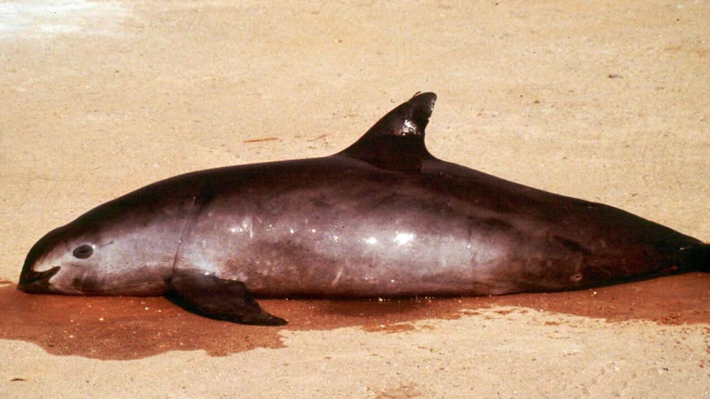 Erstmals in seiner Geschichte warnt der wissenschaftliche Ausschuss der Internationalen Walfangkommission (IWC) vor dem Aussterben einer Art. Im Golf von Kalifornien in Mexiko gebe es nur noch etwa zehn Exemplare des Kalifornischen Schweinswals. (Archivbild)