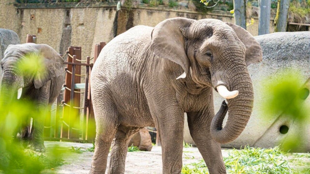 Mondo animale. Zoo di Basilea, addio a Tusker, l'elefante africano star dei social