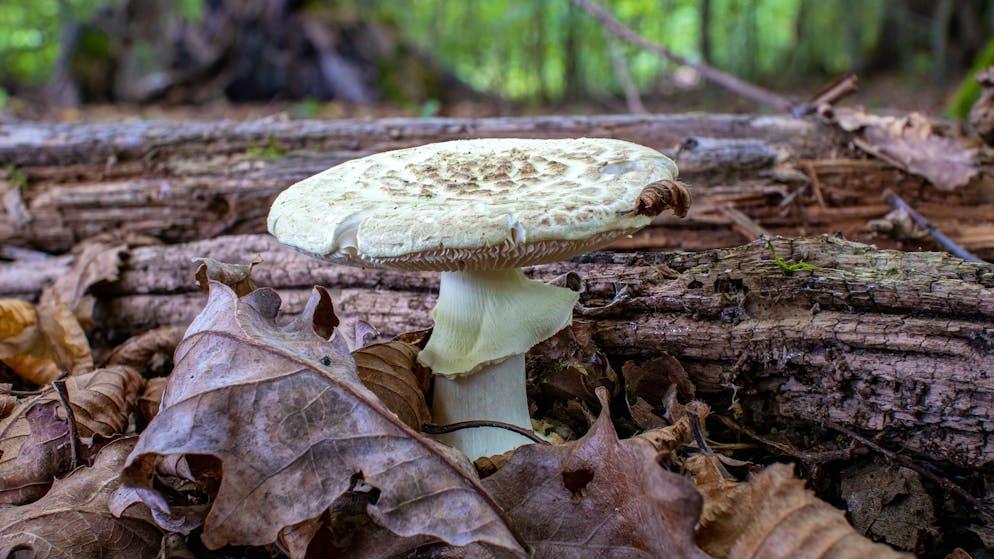 Giftpilze im Beef Wellington?. Schwiegertochter lädt zum Versöhnungs-Zmittag ein – drei Tote