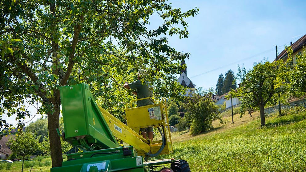 Die Zwetschgen sind im Anmarsch: Ernte in Rheinau ZH. (Archivbild)