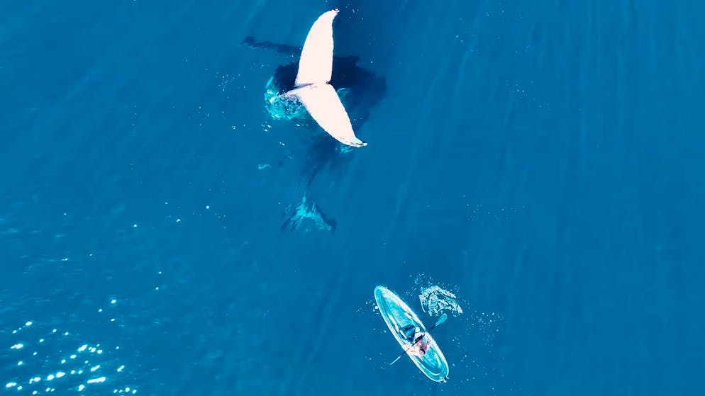 Berührende Begegnung. Kajaker stösst auf schlafenden Wal und dessen Baby