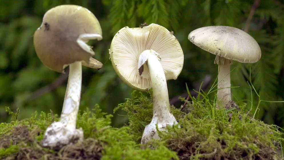 Funghi mortali?. Misterioso caso di avvelenamento in Australia, parla per la prima volta la cuoca