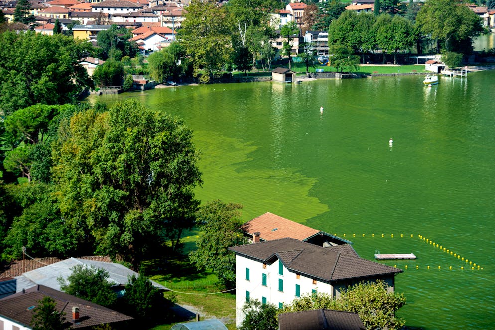 Nella foto  scattata a Riva San Vitale nel 2020 la colorazione verde nel lago Ceresio a causa della fioritura delle alghe.