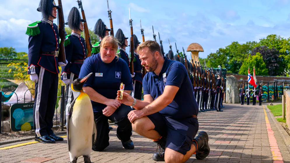 Skurrile Tradition. Königspinguin wird zum Generalmajor befördert