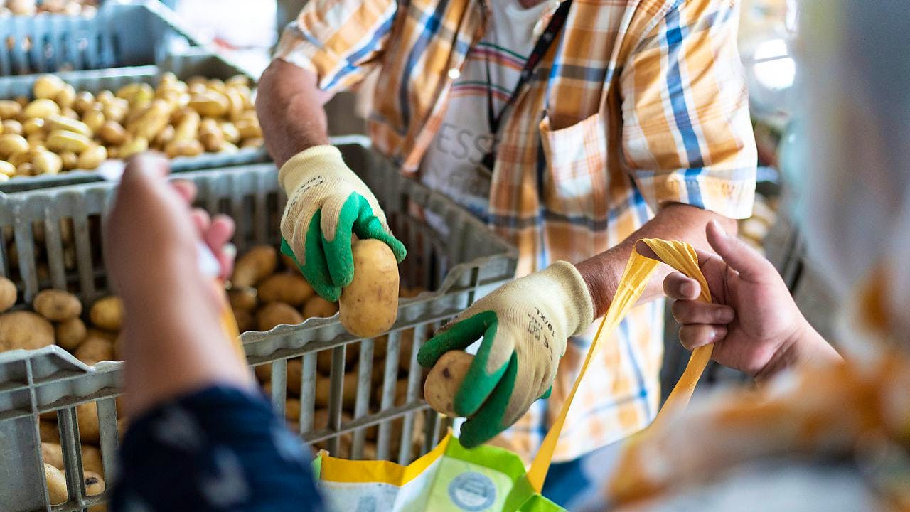 Pflanzen: Kanton Zug Entdeckt Schädlichen Krankheitserreger Auf Pflanze ...