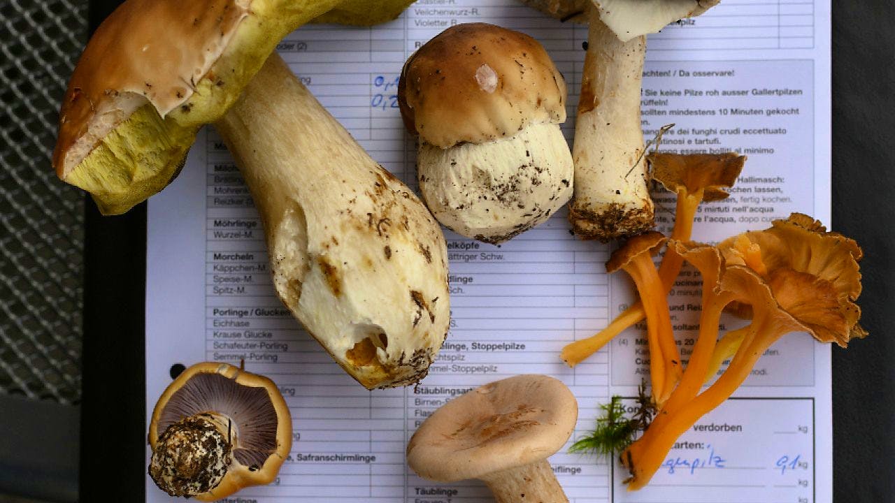 Mysteriöses. Kontrolleure sortieren rund 54 Kilogramm tödliche Pilze aus