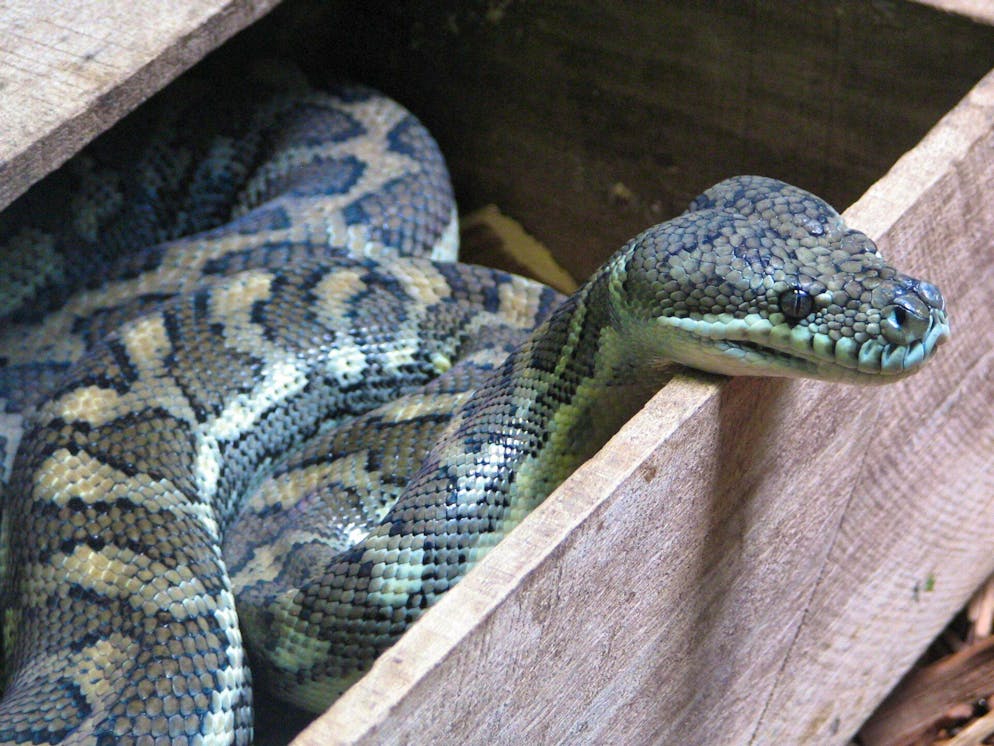 Voilà: diamond snake (Morelia spilota).