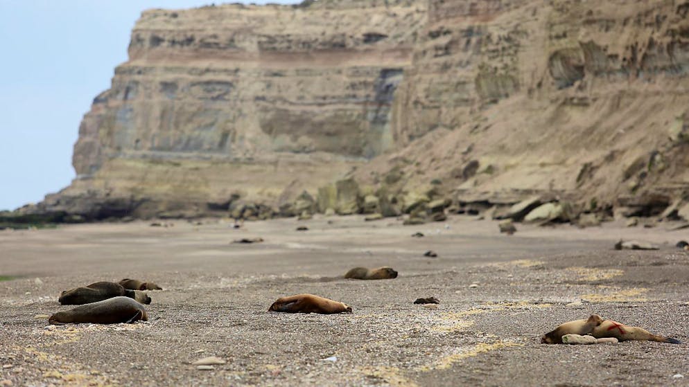Mehrere tote M‰hnenrobben liegen an einem patagonischen Atlantikstrand in der N‰he von Viedma, Provinz RÌo Negro, Argentinien. Gesundheitsexperten der Regierung vermuten, dass die Vogelgrippe die Seelˆwen an der argentinischen Atlantikk ̧ste tˆtet, weshalb die Behˆrden viele Str‰nde geschlossen haben, um eine weitere Ausbreitung des Virus zu verhindern. Zuletzt waren in der Region entdeckte Seelˆwen-Kadaver positiv auf das Virus H5N1 getestet worden. Derzeit grassiert die grˆflte je dokumentierte Vogelgrippewelle bei Vˆgeln, die sich  ̧ber mehrere Erdteile erstreckt. Foto: Juan Macri/AP/dpa
