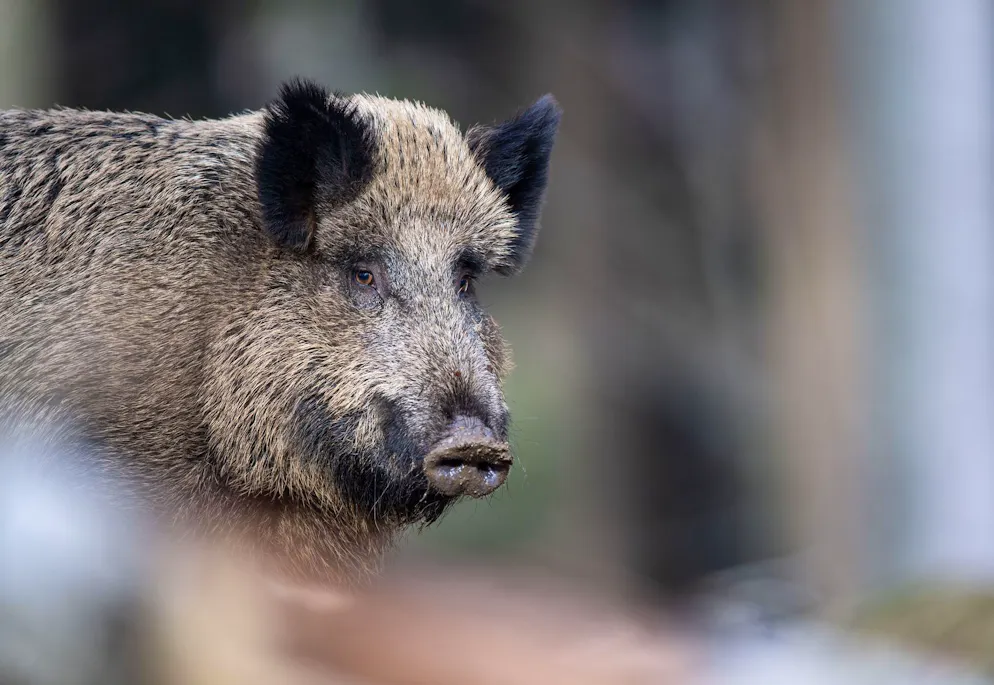 Zwei solche Wildschweine mussten von der Polizei erschossen werden. 