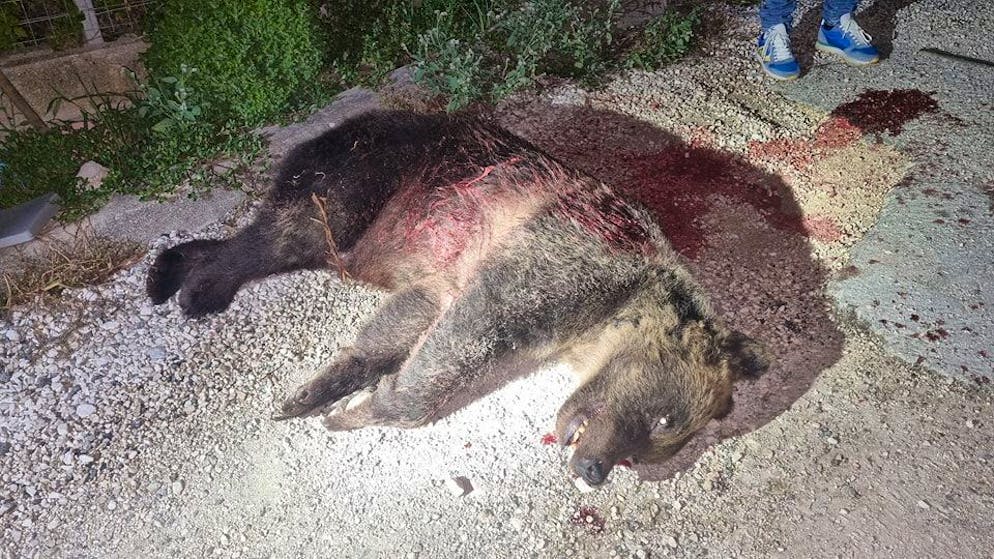«Aus Instinkt gehandelt». Mann erschiesst Braunbär-Weibchen in Italien