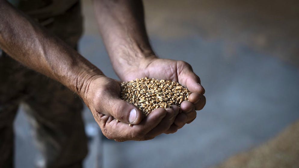 Guerra in Ucraina. L'UE riapre al grano di Kiev, ma alcuni Paesi non ci stanno. Andriivka riconquistata, ma distrutta
