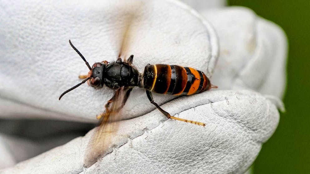 Asiatische Hornisse frisst Bienen. Ist der Schweizer Honig in Gefahr?
