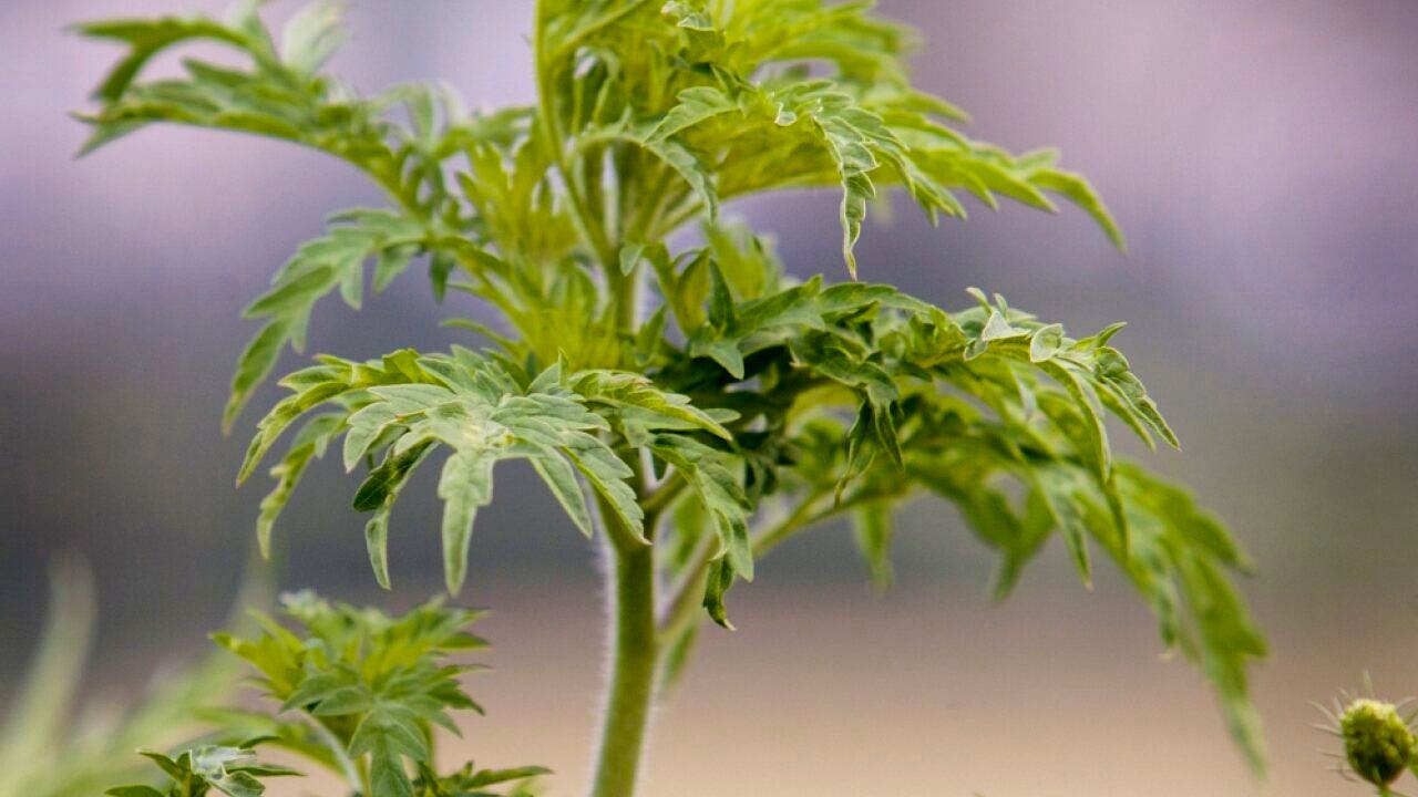 Landwirtschaft/Agrar. Invasive Arten bedrohen laut Biodiversitätsrat Natur und Gesundheit