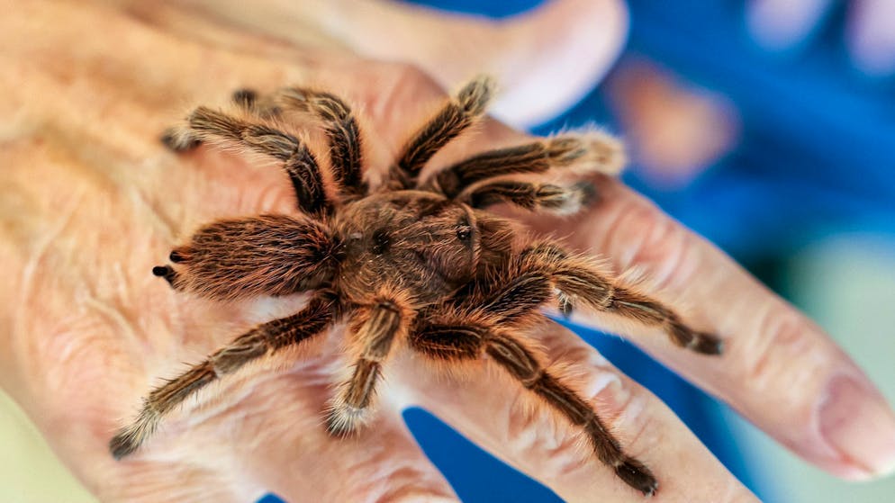 Tarantula mating season becomes a spectacle