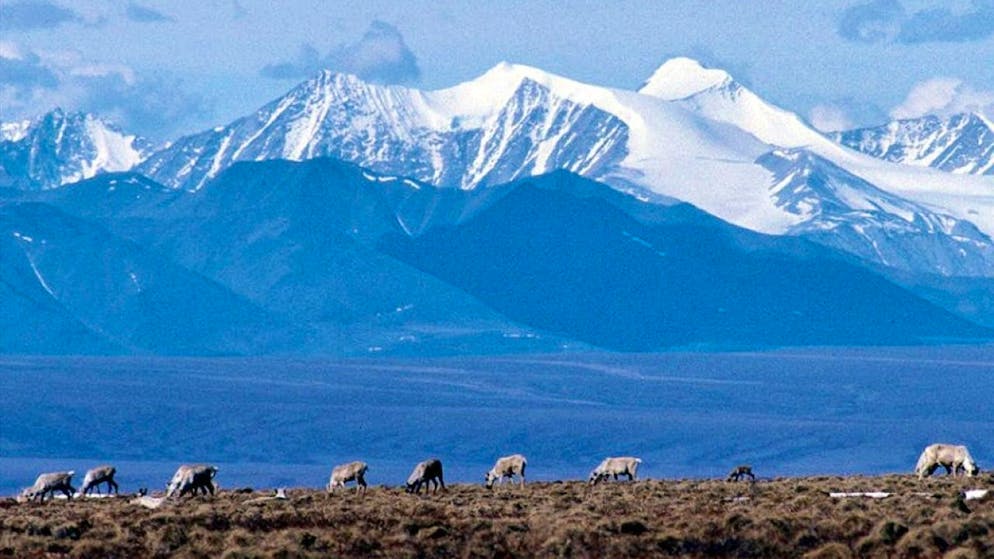 Energia e ambiente. Biden blocca le trivellazioni in Alaska concesse da Trump
