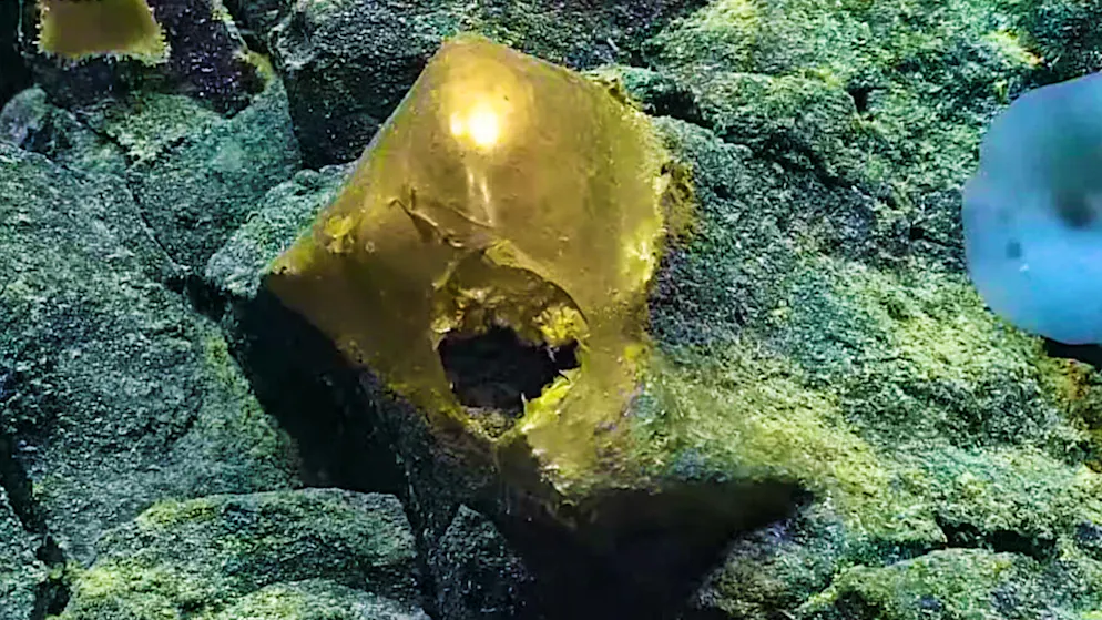 Was ist denn das?. Forscher stossen auf mysteriöses goldenes Ei am Meeresgrund
