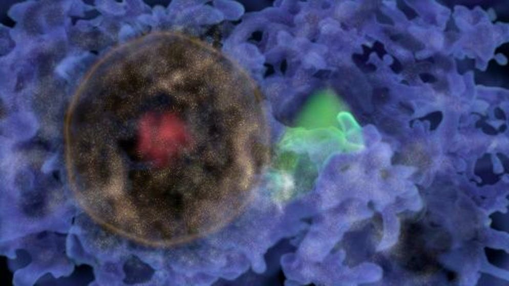 Une première!. Découverte d'une «bulle de galaxies» issue des premiers âges de l'Univers