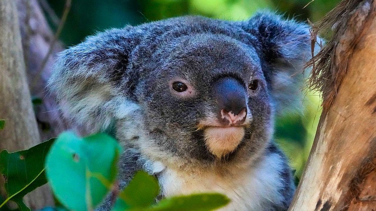 Paläontologie. Prähistorischer Koala im australischen Outback entdeckt