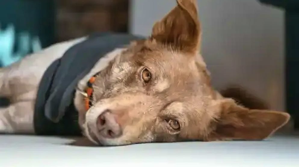 Si delineano i contorni della vicenda. La capa della protezione animali pagata migliaia di franchi al mese per una carica onoraria