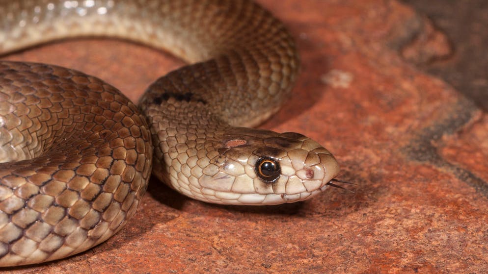 Tödliche Schlange. Australier will Freund vor Biss bewahren – und stirbt selbst