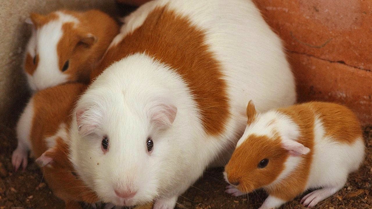 Tierschutz. Gericht verbietet psychisch Kranker die Meerschweinchen-Haltung