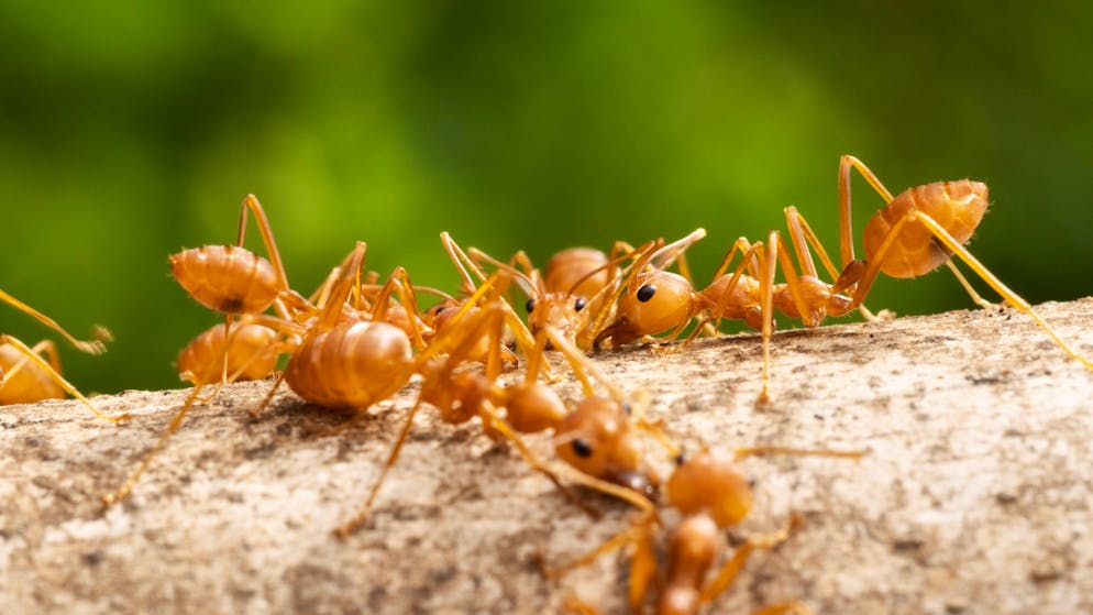 Forscher haben auf Sizilien erstmals Populationen der Roten Feuerameise in freier Wildbahn entdeckt. 