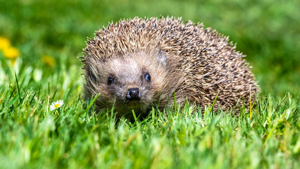 Hibernation help for the hedgehog. What you can do if you find a hedgehog