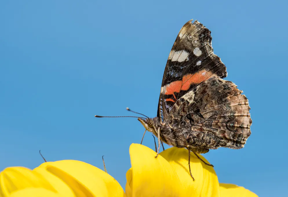 Ein Schmetterling der Gattung «Admiral» (Symbolbild). In Brasilien starb ein Teenager, nachdem er sich Schmetterlingsreste gespritzt hatte. 