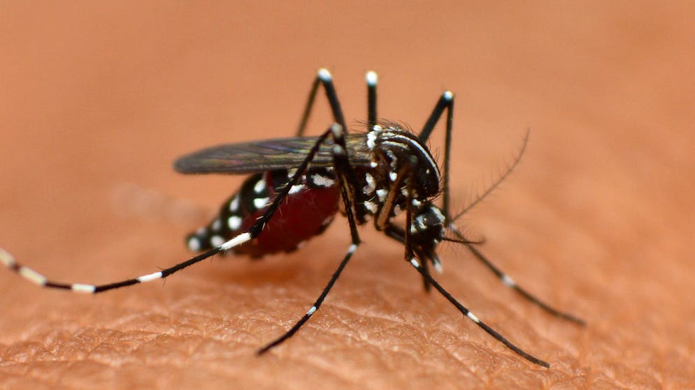 Schädlinge in der Schweiz. Diese invasiven Arten bedrohen Pflanzen, Tier – und Mensch