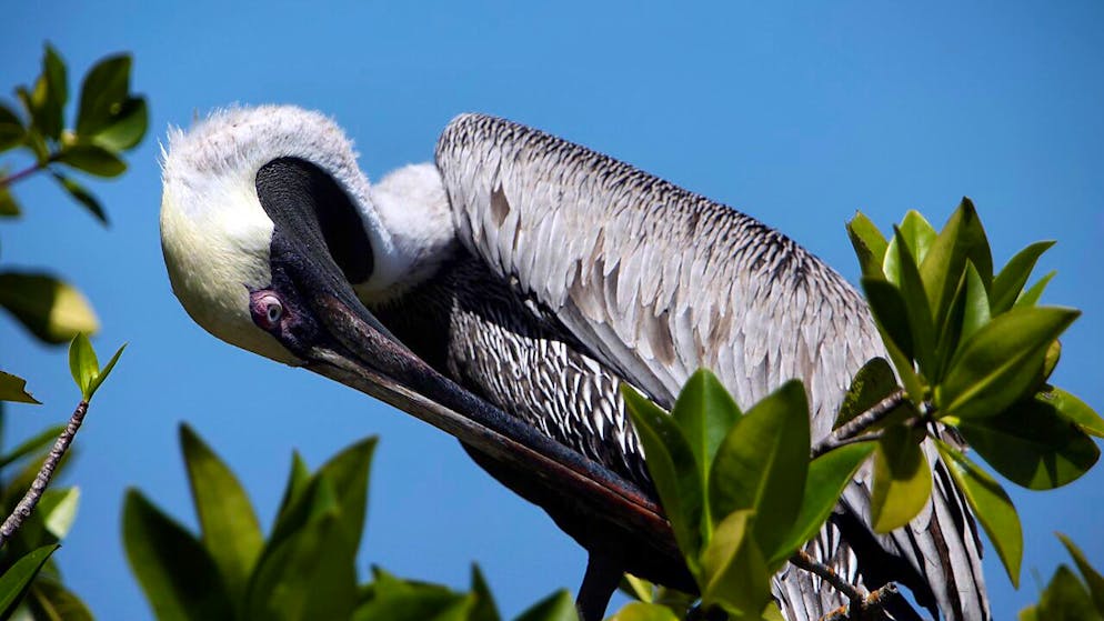 L'emergenza è stata segnalata in un comunicato del Parco nazionale delle Galapagos in cui si conferma l'esistenza di numerosi uccelli "visibilmente malati" sulle isole Wolf e Genovesa ( foto simbolica)