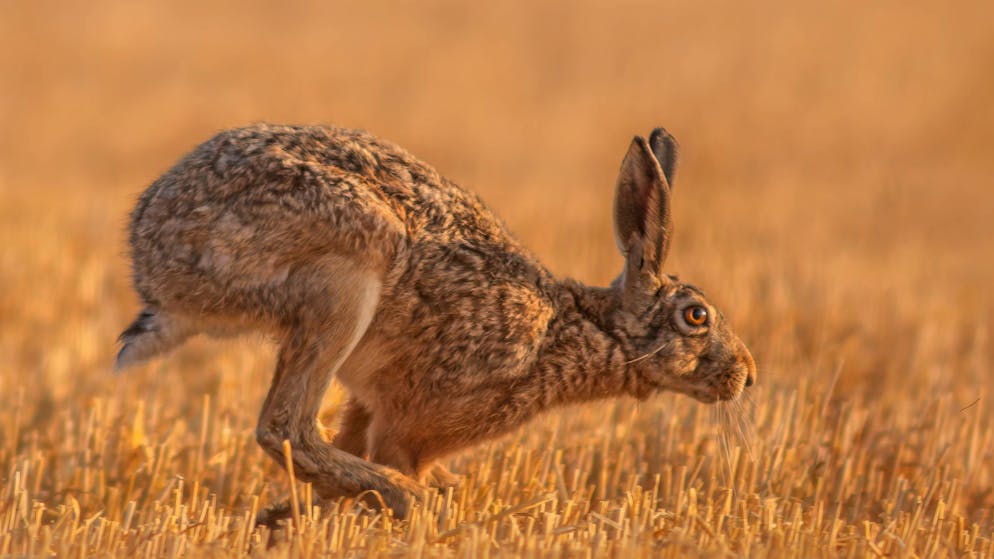 Kosenamen. «Häsli, muesch du vorem Boarding no bisle?»