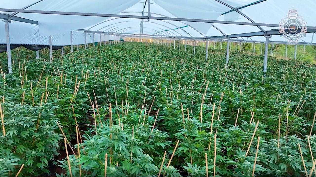 Aktuell. Schlag gegen Drogenkriminalität: Fast 1000 Festnahmen in Australien